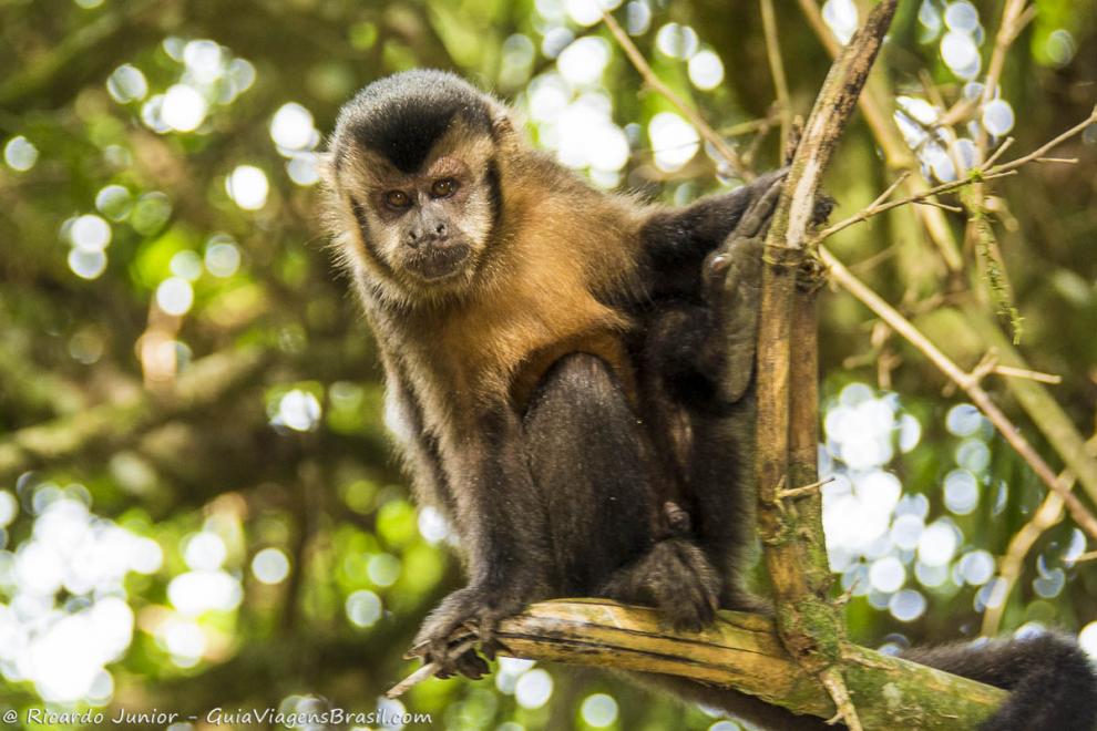 Imagem de um macaco em cima de um galho em Itatiaia.